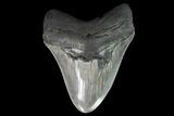 Serrated, Fossil Megalodon Tooth - Georgia #95549-2